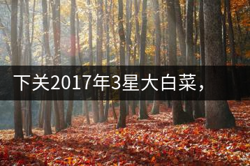 下關2017年3星大白菜，好茶從未中斷