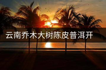 云南喬木大樹陳皮普洱開湯品評(píng)