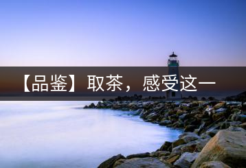 【品鑒】取茶，感受這一輪鳳起古茶的魅力