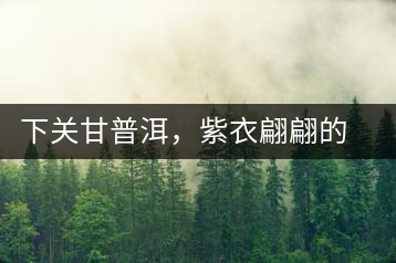 下關(guān)甘普洱，紫衣翩翩的綺麗小餅