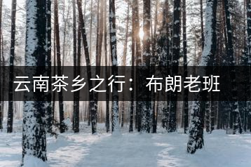 云南茶鄉(xiāng)之行：布朗老班章