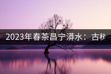 2023年春茶昌寧漭水：古樹(shù)混采純料480-600元／公斤，大樹(shù)360-420元／公斤，臺(tái)地260-300元／公斤，古樹(shù)單株均價(jià)880-1200元／公斤。