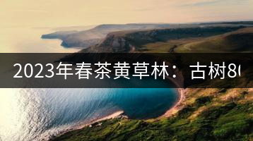 2023年春茶黃草林：古樹(shù)800-1200元／公斤
