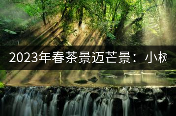 2023年春茶景邁芒景：小樹(shù)200元／公斤，古樹(shù)：600-800元／公斤