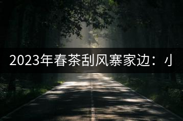 2023年春茶刮風(fēng)寨家邊：小樹(shù)400-500，古樹(shù)1000-1600元／公斤