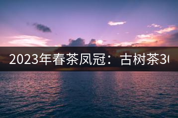2023年春茶鳳冠：古樹(shù)茶3000-5000元／公斤