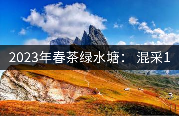 2023年春茶綠水塘： 混采11000-12000元／公斤，挑采14000元／公斤