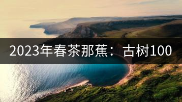 2023年春茶那蕉：古樹1000-1500元／公斤，中樹600-800元／公斤