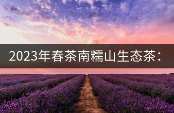 2023年春茶南糯山生態(tài)茶：200-300元／公斤，古樹(shù)：900-1500元／公斤