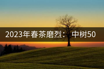 2023年春茶磨烈： 中樹(shù)500-600元／公斤，古樹(shù)混采：2200-2600元／公斤