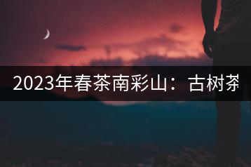 2023年春茶南彩山：古樹(shù)茶2000-2200元／公斤，大樹(shù)混采1200-1500元／公斤。
