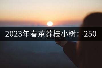 2023年春茶莽枝小樹：250元／公斤， 古樹：1000-1200元／公斤