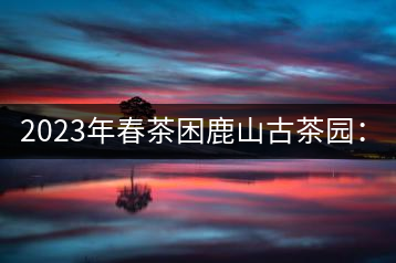 2023年春茶困鹿山古茶園：大樹8000-12000元／公斤，周邊小樹200-300元／公斤