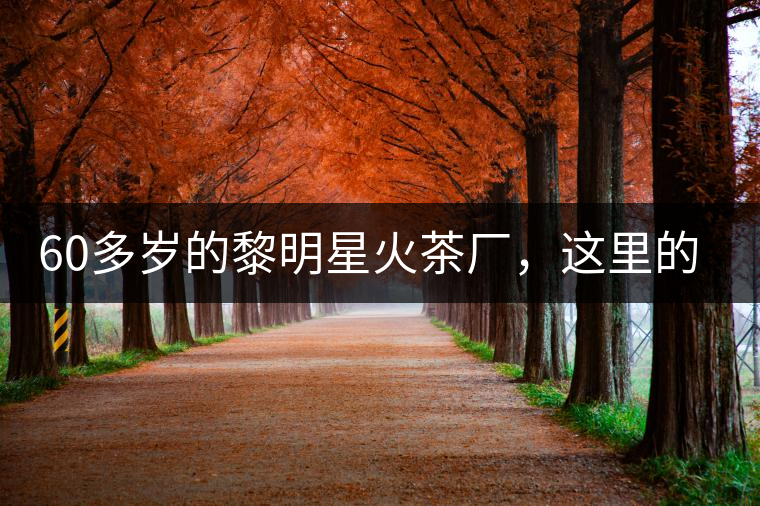 60多歲的黎明星火茶廠，這里的人依然在做茶