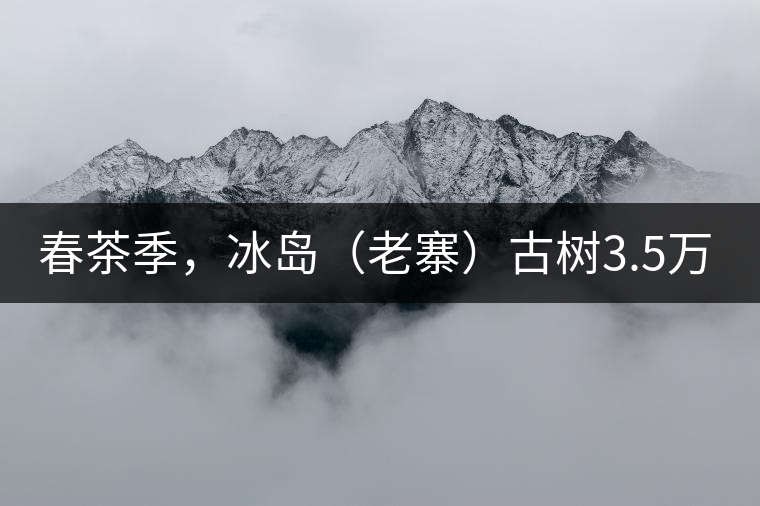 春茶季，冰島（老寨）古樹3.5萬起