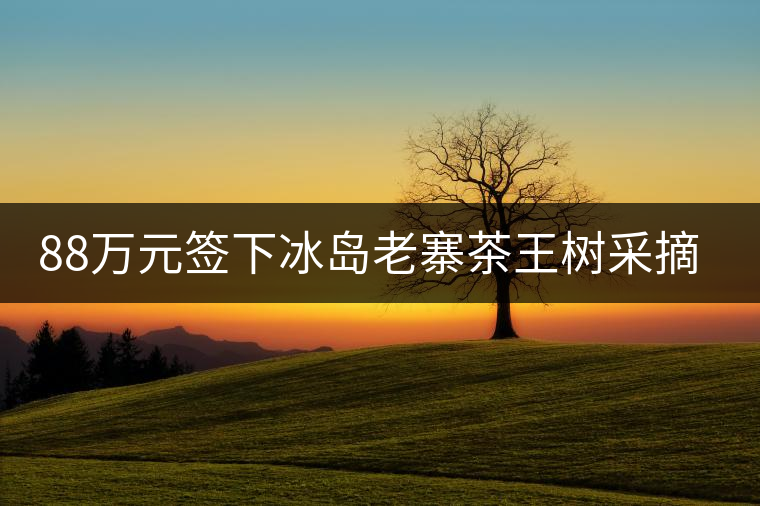 88萬元簽下冰島老寨茶王樹采摘權(quán)，誰說這是“競價交易”？