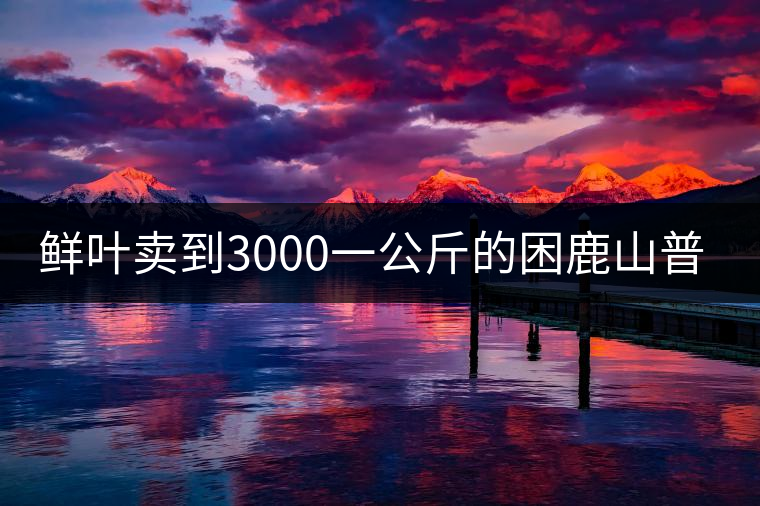 鮮葉賣到3000一公斤的困鹿山普洱茶，口感如何？