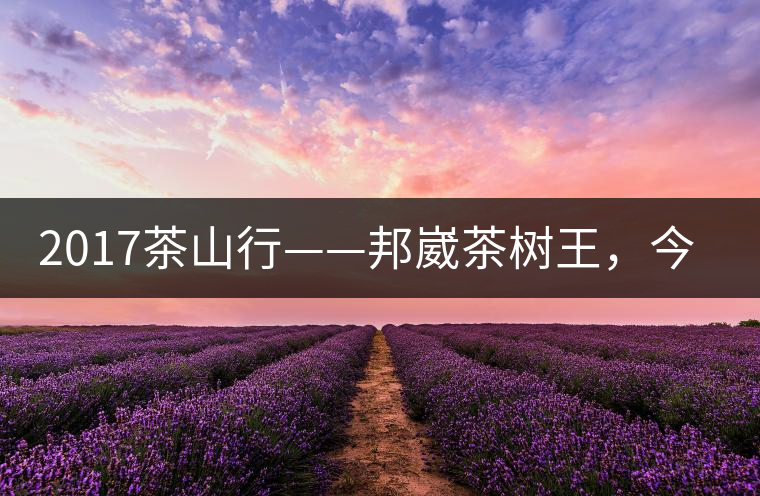 2017茶山行——邦崴茶樹王，今天你是長這樣