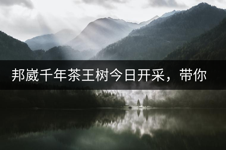 邦崴千年茶王樹今日開采，帶你了解被低估的邦崴古樹茶邦崴千年茶王樹今日開采，帶你了解被低估的邦崴古樹茶