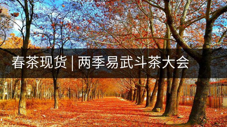 春茶現(xiàn)貨 | 兩季易武斗茶大會(huì)冠軍“落水洞”，茶友評(píng)價(jià)是這樣的