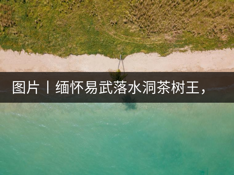 圖片丨緬懷易武落水洞茶樹王，犧牲前的樣貌圖片丨緬懷易武落水洞茶樹王，犧牲前的樣貌