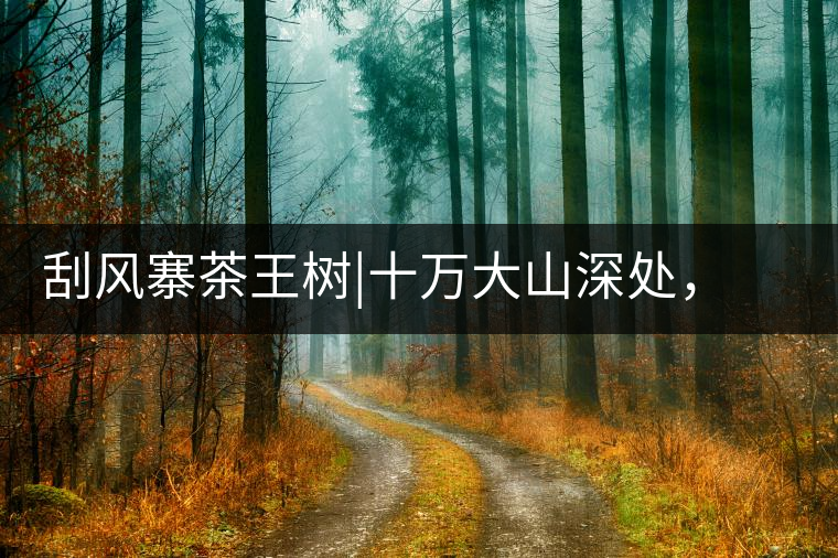 刮風寨茶王樹|十萬大山深處，鮮為人知的王者刮風寨茶王樹｜十萬大山深處，鮮為人知的王者