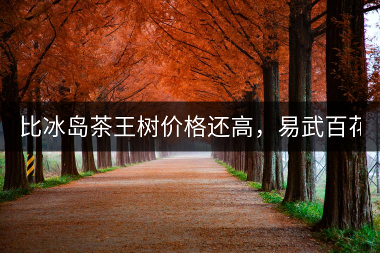 比冰島茶王樹(shù)價(jià)格還高，易武百花潭高桿古樹(shù)茶以100萬(wàn)成...比冰島茶王樹(shù)價(jià)格還高，易武百花潭高桿古樹(shù)茶以100萬(wàn)成交