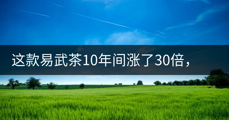 這款易武茶10年間漲了30倍，但已芳蹤罕見