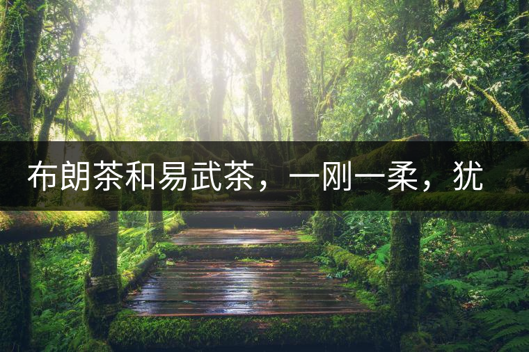 布朗茶和易武茶，一剛一柔，猶如洪拳與太極
