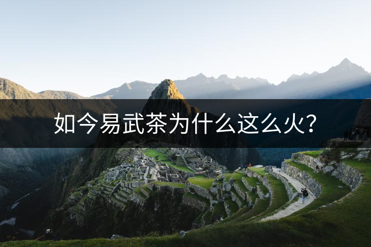 如今易武茶為什么這么火？