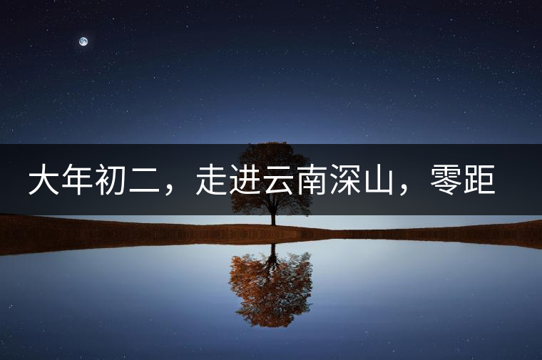 大年初二，走進云南深山，零距離接觸古茶樹