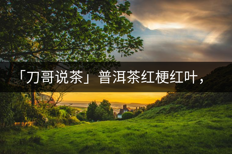 「刀哥說茶」普洱茶紅梗紅葉，這鍋誰來背？