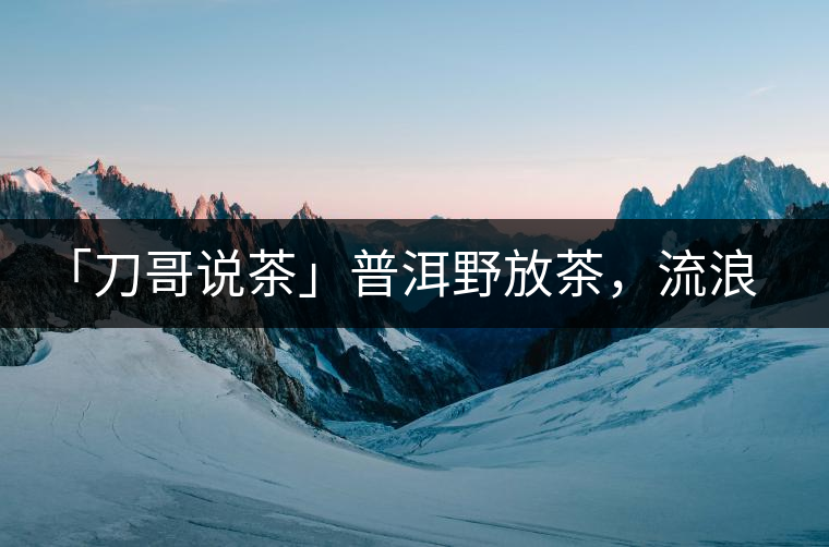 「刀哥說茶」普洱野放茶，流浪狗的春天