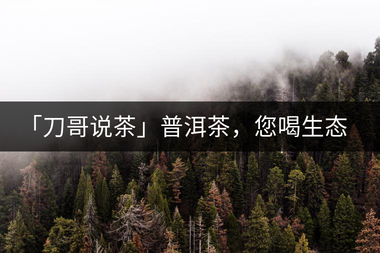 「刀哥說茶」普洱茶，您喝生態(tài)還是喝樹齡？