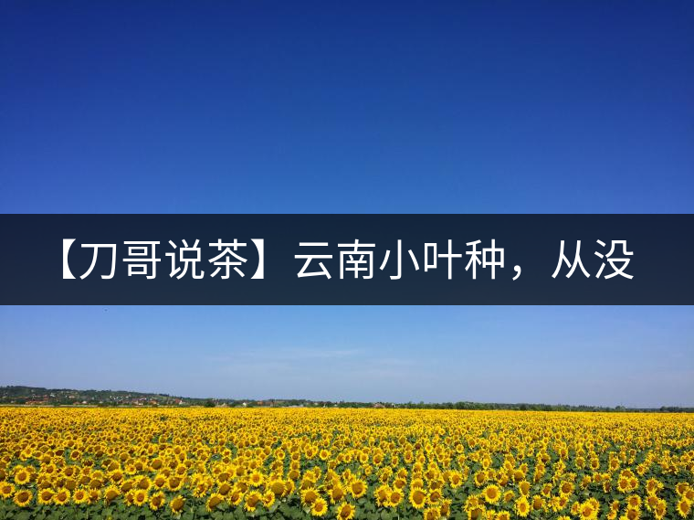 【刀哥說茶】云南小葉種，從沒落到回歸