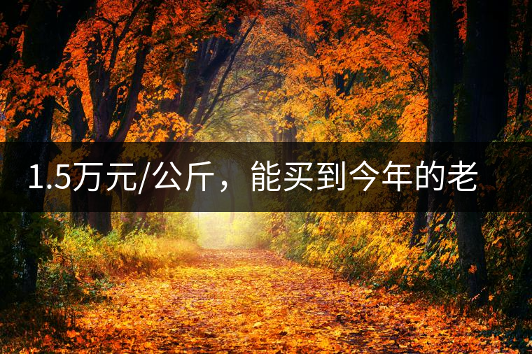 1.5萬元/公斤，能買到今年的老班章古樹茶嗎?1.5萬元/公斤，能買到今年的老班章古樹茶嗎？