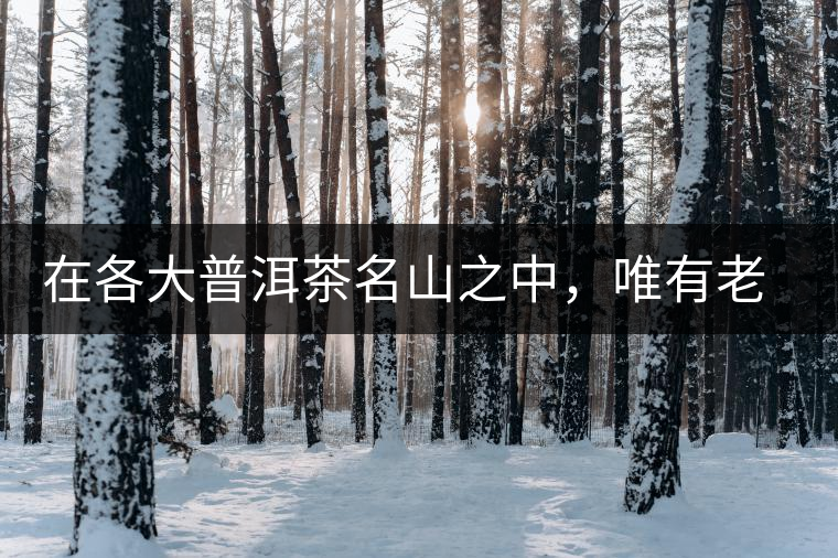 在各大普洱茶名山之中，唯有老曼峨古樹茶才能稱得上戰(zhàn)狼