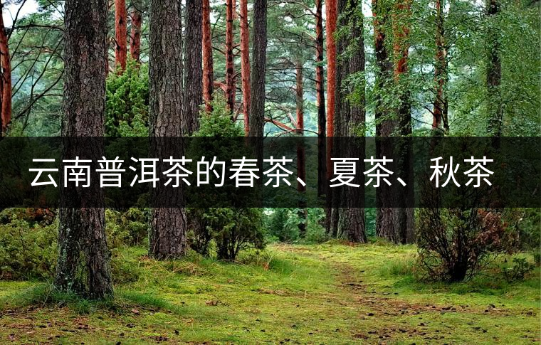 云南普洱茶的春茶、夏茶、秋茶的采摘時間及其特點