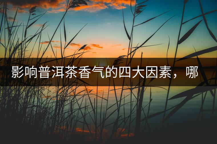 影響普洱茶香氣的四大因素，哪一個(gè)影響最大？