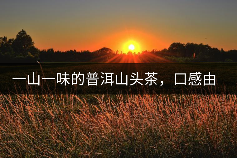 一山一味的普洱山頭茶，口感由這些因素決定