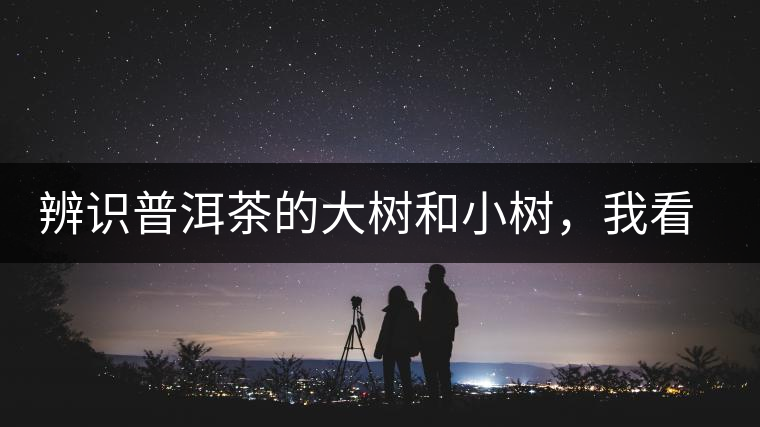 辨識普洱茶的大樹和小樹，我看這篇最靠譜