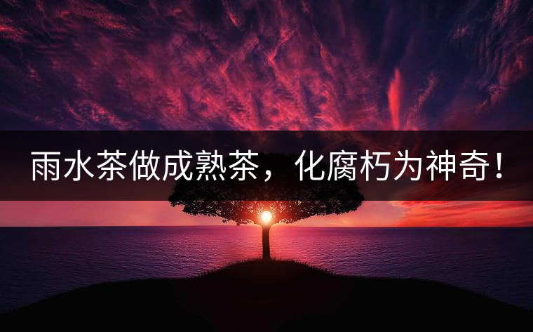 雨水茶做成熟茶，化腐朽為神奇！