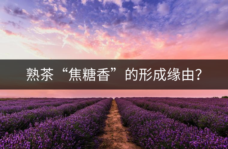 熟茶“焦糖香”的形成緣由？