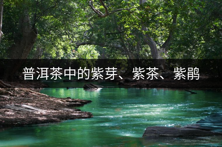 普洱茶中的紫芽、紫茶、紫鵑