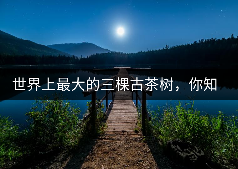 世界上最大的三棵古茶樹，你知道嗎？