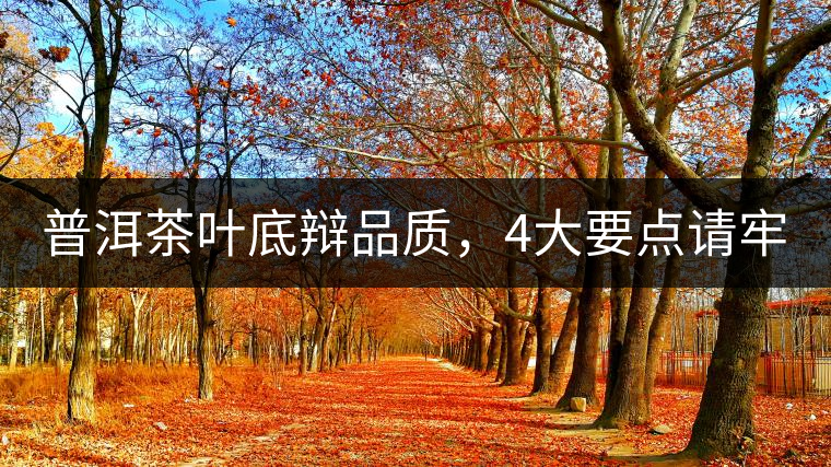 普洱茶葉底辯品質(zhì)，4大要點(diǎn)請牢記！