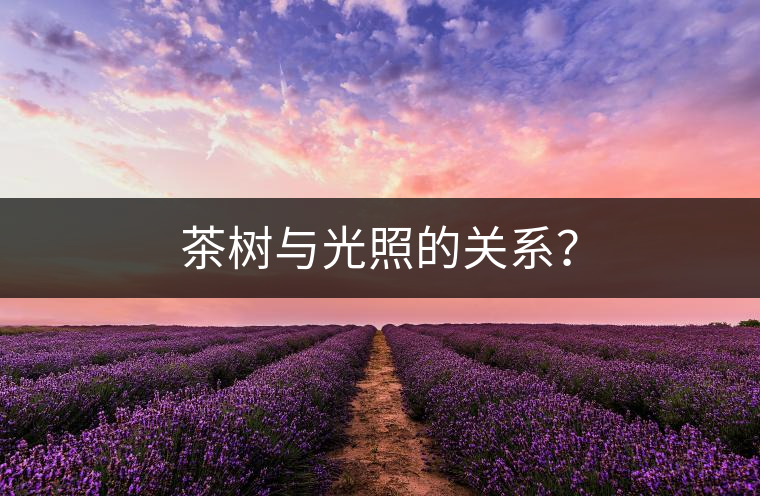 茶樹與光照的關(guān)系? 茶樹與光照的關(guān)系?