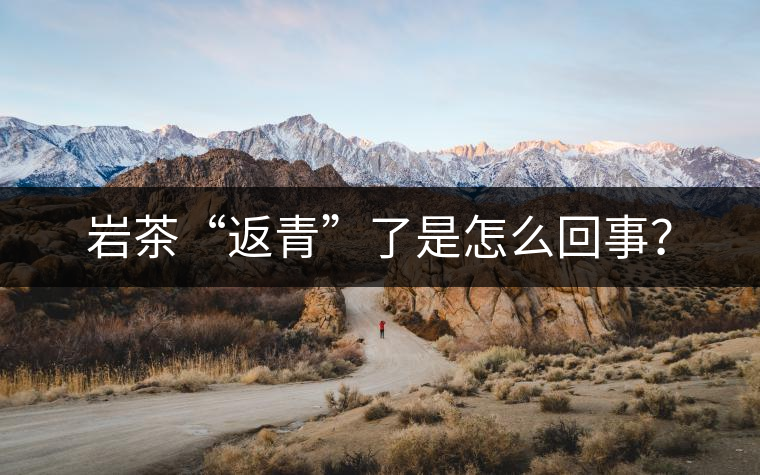 巖茶“返青”了是怎么回事？