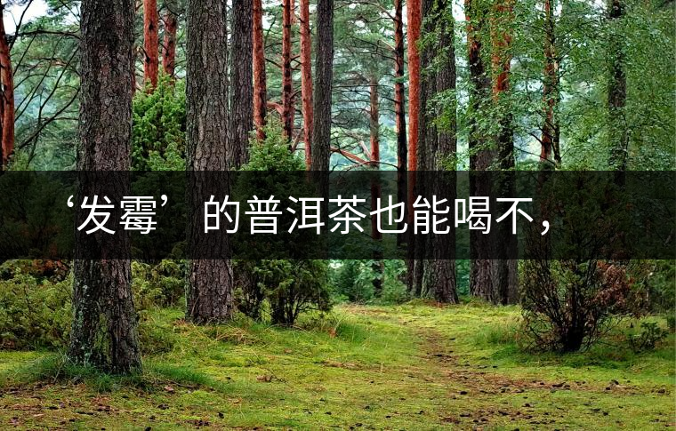 ‘發(fā)霉’的普洱茶也能喝不，看科學(xué)解釋