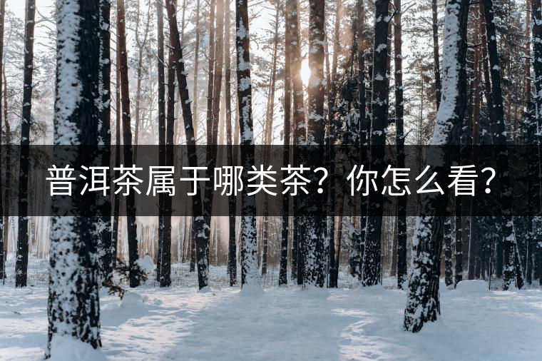 普洱茶屬于哪類茶？你怎么看？